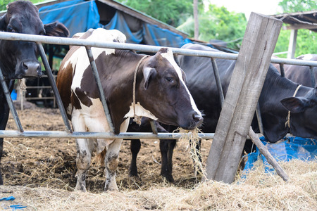 cows in a farm, Dairy cows eating in a farm, location Thailandの写真素材