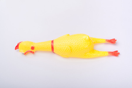 toy rubber shriek yellow chicken on white backgroundの写真素材