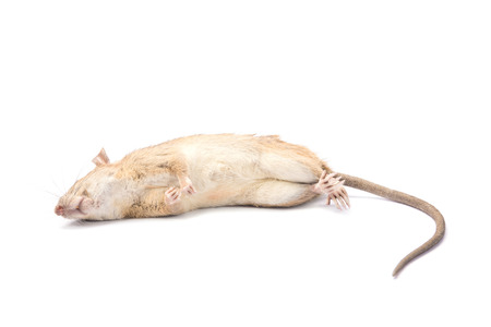 Dead rat and mouse Isolated on White Backgroundの写真素材
