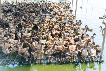 Duck in farm, eat and swimming in marsh, traditional farming in Thailandの写真素材