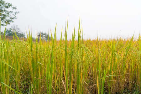 Rice field in Thailand, Agriculture concept backgroundの写真素材