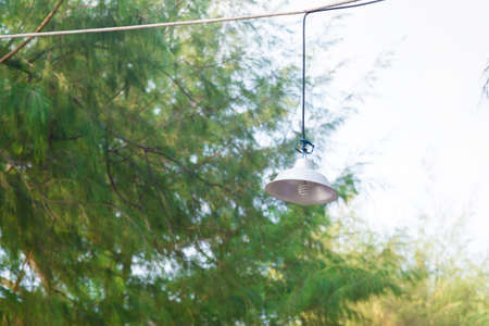 Hanging lamp with pine tree background, decorativeの写真素材