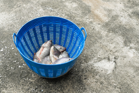 Tilapia and Nile tilapia (known as Mango fish, Nilotica) in blue plastic bucket, raw fresh freshwater fish in blue plastic basket,  on concrete floorの写真素材