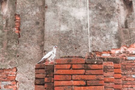 Pigeon on the ancient red brick wall, background, animals, selective focusの写真素材