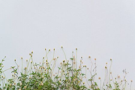 Grunge concrete wall and green plant, background and texture.の写真素材