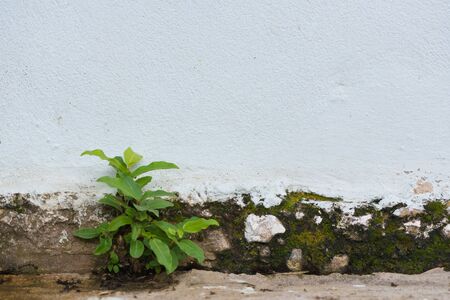 Small plant germinated and grown up from the cracked concrete wall background.の写真素材