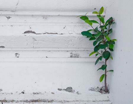Plant germinated and grown up from the white concrete wall background.の写真素材