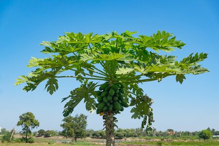 Papaya tree with bunch of fresh fruits on blue sky background.の写真素材