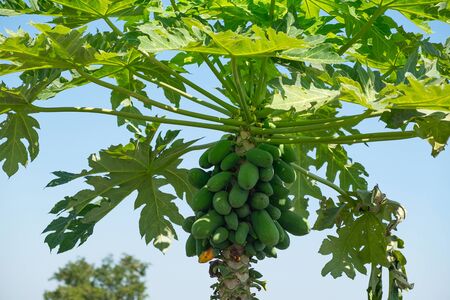 Papaya tree with bunch of fresh fruits on blue sky background.の写真素材