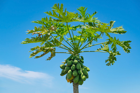 Papaya tree with bunch of fresh fruits on blue sky background.の写真素材