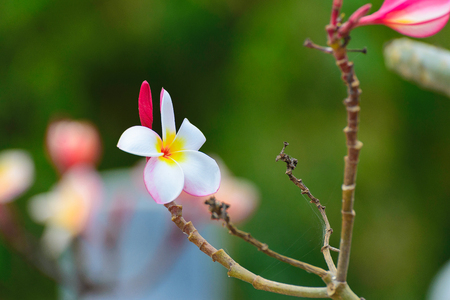 white , pink and yellow Plumeria, frangipani flowers, Pagoda tree or Temple tree on natural light backgroundの写真素材