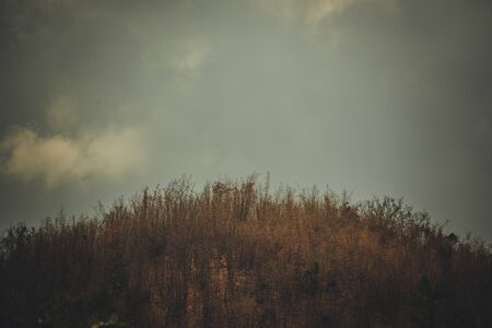 Landscape photo of the sky above the tops of a clump of trees in the forest with mountain nature background in vintage tone with vignetting.の写真素材