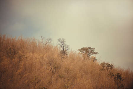 Landscape photo of the sky above the tops of a clump of trees in the forest with mountain nature background.の写真素材