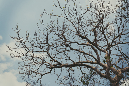 Landscape photo of the sky above the tops of a clump of trees in the forest nature background in vintage tone with vignetting.の写真素材