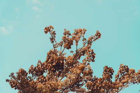 Landscape photo of the sky above the tops of a clump of trees in the forest nature background in...