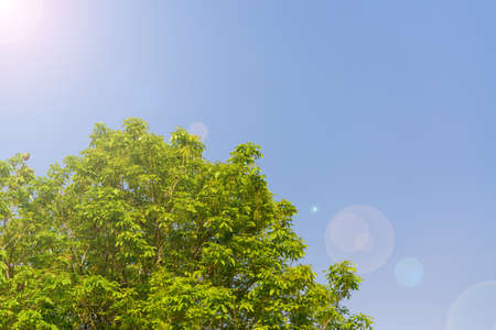 Landscape photo of the sky above the tops of a clump of trees in the forest.