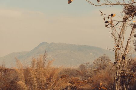 Landscape photo of the sky above the tops of a clump of trees in the forest with mountain nature background in vintage tone with vignetting.の写真素材