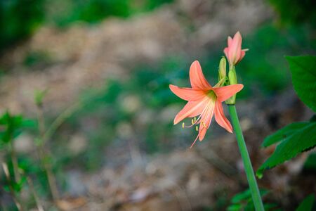 Pink Hippeastrum Amaryllis flower in the garden, shallow focus.の写真素材