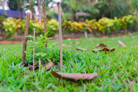 Small plant in garden or park. little tree in meadowの写真素材