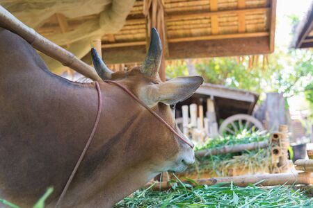cow eating grass in farm. animal feeding,の写真素材