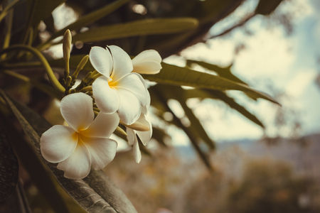 white , pink and yellow Plumeria, frangipani flowers, Pagoda tree or Temple tree on natural light background in vintage tone with vignettingの写真素材