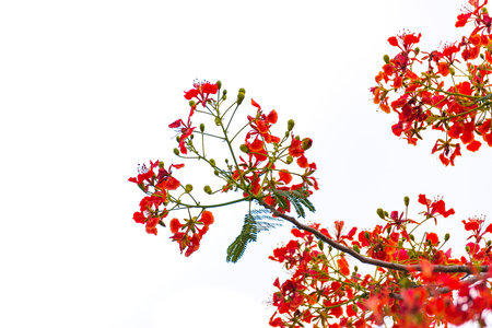 Caesalpinia pulcherrima Flame Tree flower, isolated on white background.の写真素材