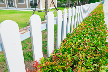 White wooden picket fence with green plant hedge under sun light.の写真素材