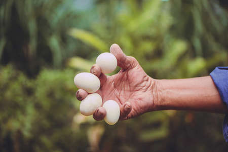 Eggs from duck farm in farmer hand, hand holding eggs over green nature background. in vintage tone.