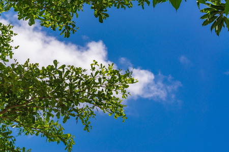 Landscape photo of the sky above the tops of a clump of trees in the forest.の写真素材