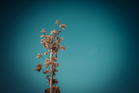 Landscape photo of the sky above the tops of a clump of trees in the forest. vintage toneの写真素材