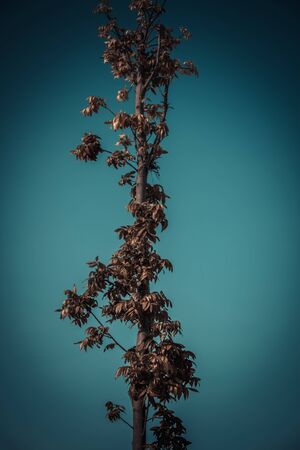 Landscape photo of the sky above the tops of a clump of trees in the forest. vintage toneの写真素材