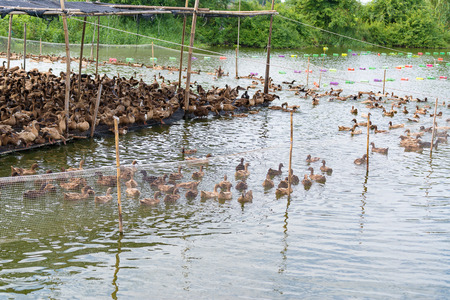 Duck in farm, eat and swimming in marsh, traditional farming in Thailandの写真素材