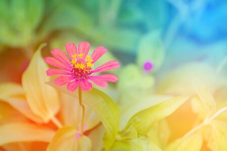 Close up of red Zinnia elegans flower blooming in the garden for background. shallow focus soft toneの写真素材