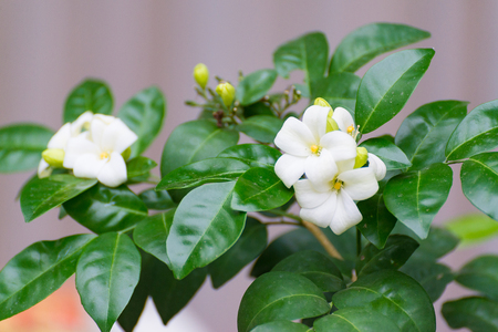 White flower of Orange Jessamine, Satin wood, Murraya exotica tree, Cosmetic Bark Tree, selective focus.の写真素材
