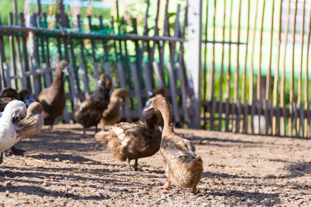 Ducks in farm, traditional farming in Thailand, animal farm.の写真素材