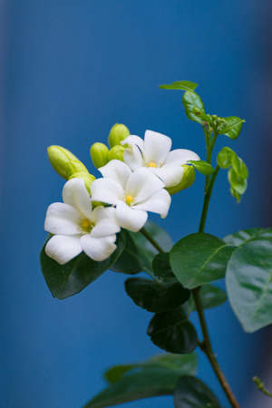 White flower of Orange Jessamine, Satin wood, Murraya exotica tree, Cosmetic Bark Tree, selective focus.の写真素材