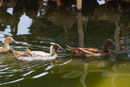Duck in farm, eat and swimming in marsh, traditional farming in Thailandの写真素材