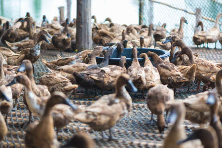 Group of ducks in farm, traditional farming in Thailand, animal farm.の写真素材