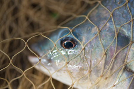 Fish in fishing net on the ground. animal.の写真素材