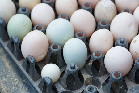 Closeup of crack duck egg or broken egg in the package. selective focus.の写真素材