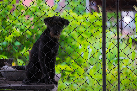 Black aggressive dog behind cage bars in animal shelter. selective focus.の写真素材