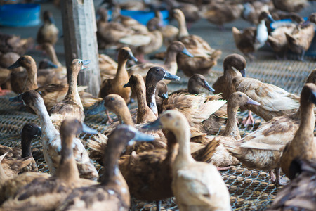 Group of ducks in farm, traditional farming in Thailand, animal farm.の写真素材
