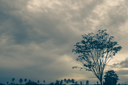 Silhouettes of the trees. Beautiful sunset sky, color and dark tone, nature background.の写真素材