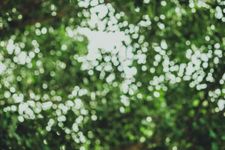 Natural green background with bokeh circles from tree and leaf. green blurry used for backdrop.の写真素材