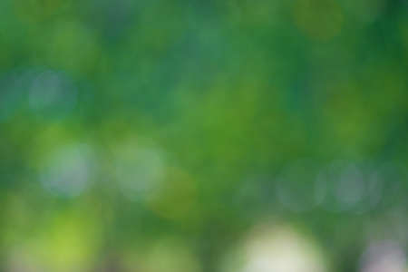 Natural green background with bokeh circles from tree and leaf. green blurry used for backdrop.の写真素材