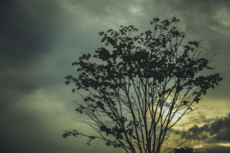Silhouettes of the trees. Beautiful sunset sky, color and dark tone, nature background.の写真素材