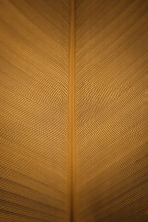 Closeup macro of dry leaf texture background.