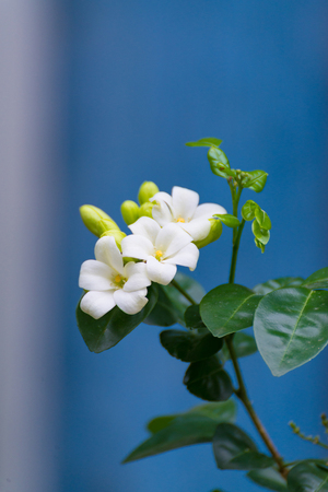 White flower of Orange Jessamine, Satin wood, Murraya exotica tree, Cosmetic Bark Tree, selective focus.の写真素材