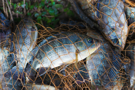 Fish in fishing net on the ground. animal.の写真素材