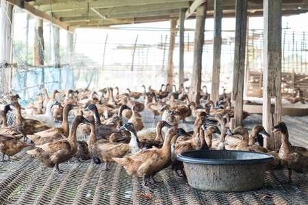 Duck eating food in farm, traditional farming in Thailandの写真素材
